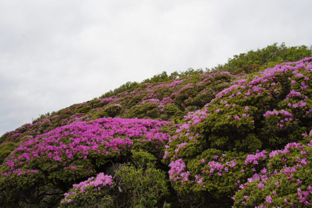 所々ピンクに染まる山(大船山付近にて撮影)
