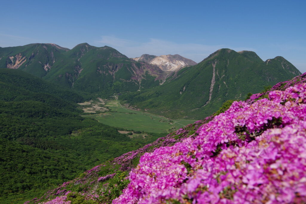 平治岳に咲くミヤマキリシマと、三俣山、坊がつる。奥には久住山や中岳、星生山。