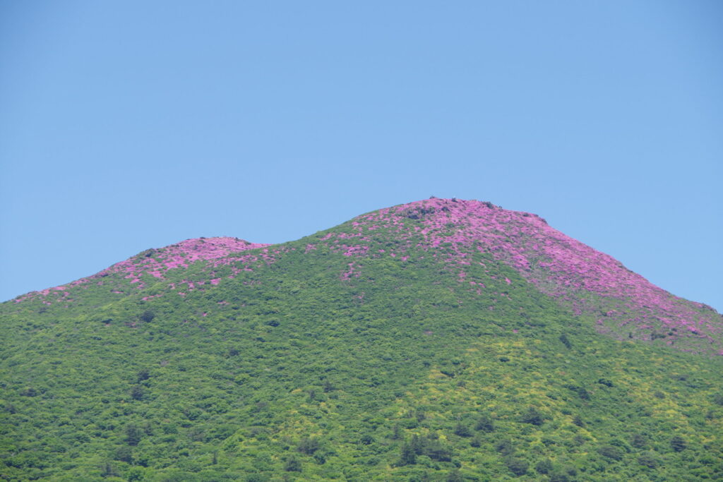 坊がつるから見た平治岳 山頂がピンクに染まってます!