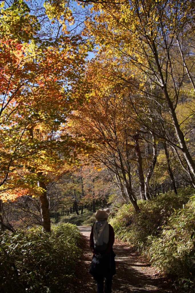 大菩薩峠から福ちゃん荘へ 美しい紅葉を眺めながら下山(撮影・2023年秋)