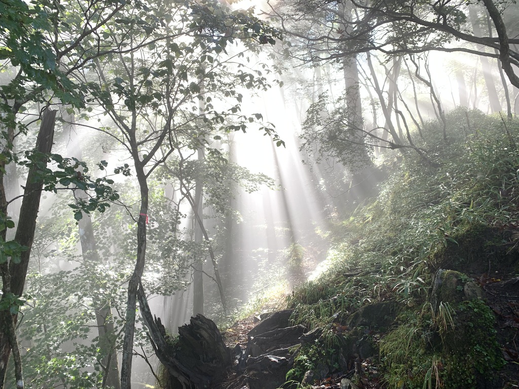 木々の間から差し込む光