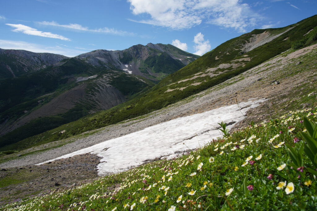 お花畑と雪渓と山々 アルプスならではの光景