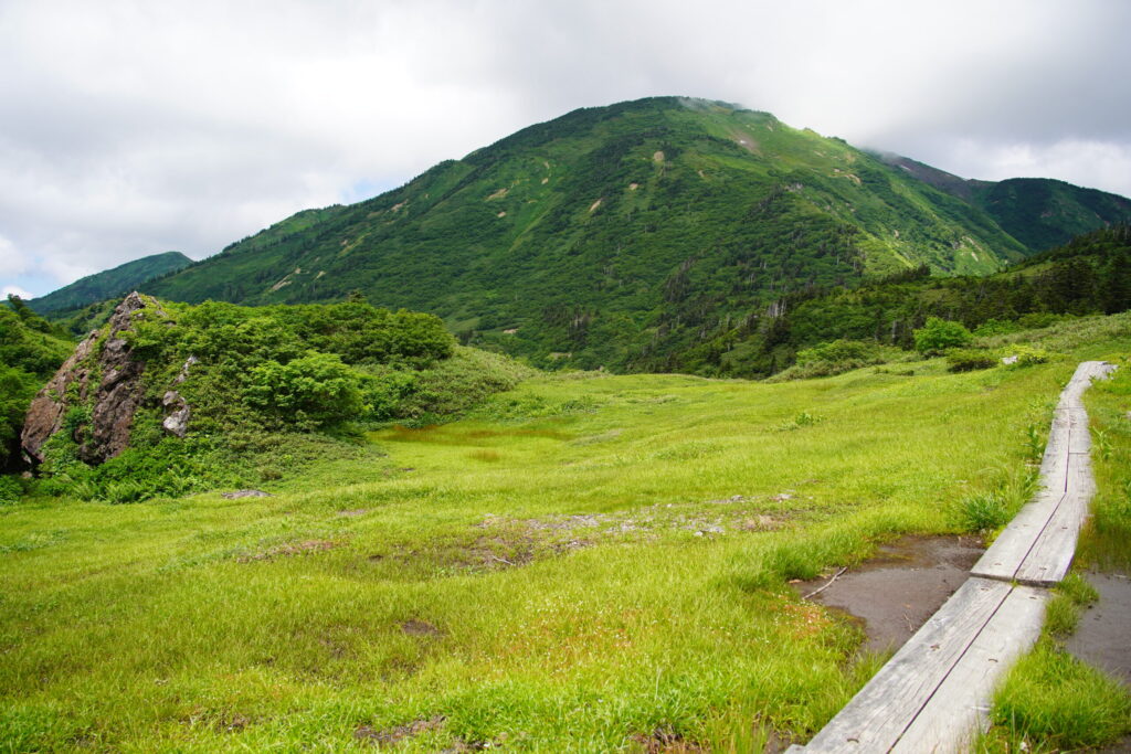 樹林帯を抜け、小桜ヶ原湿原に 木道を行きます