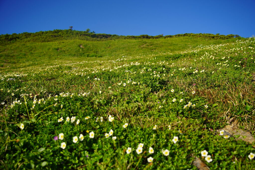 朝日岳山頂のお花畑