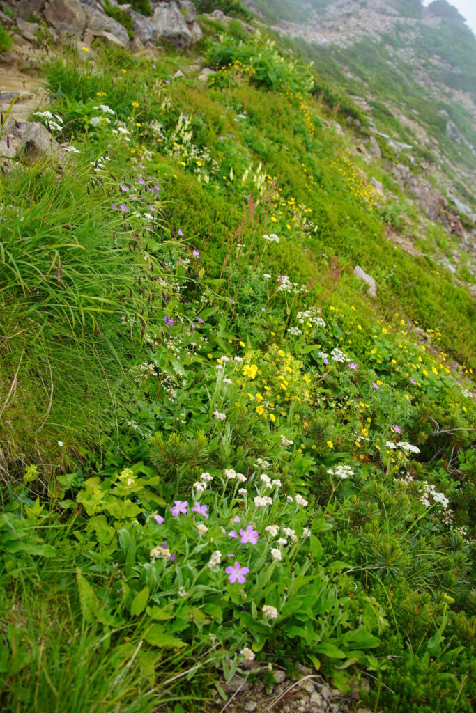 小蓮華山 お花畑
