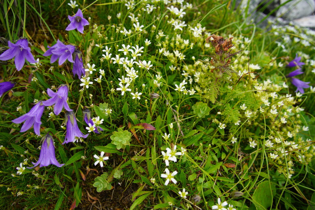 たくさんの花