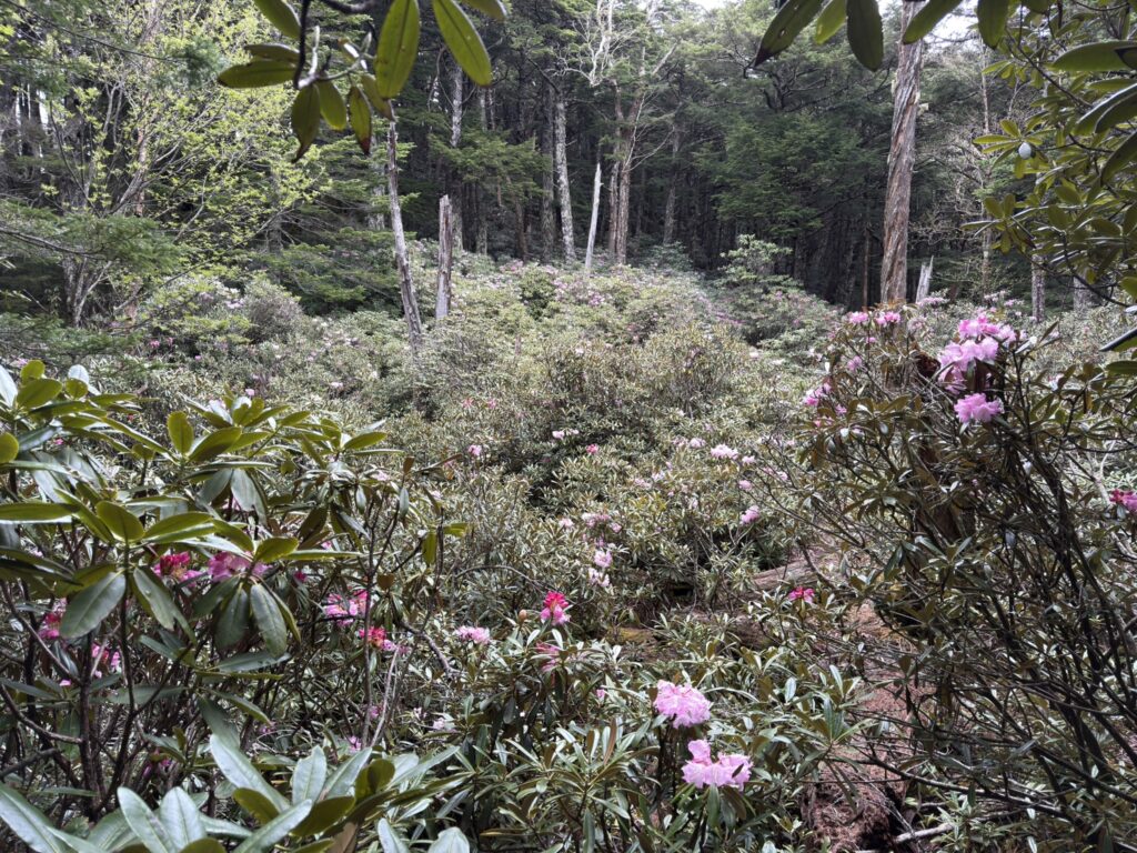 花見台からの眺め　上からだとあんまり花は見えない。。