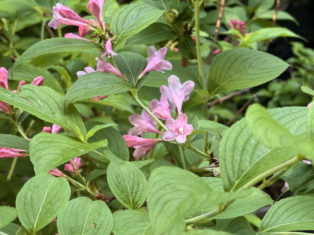 ウツギ ピンクの花