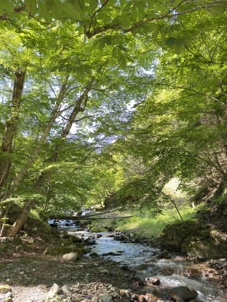 新緑まぶしい沢沿いの道