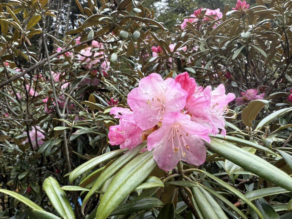 昨日の雨でついた雫が良き