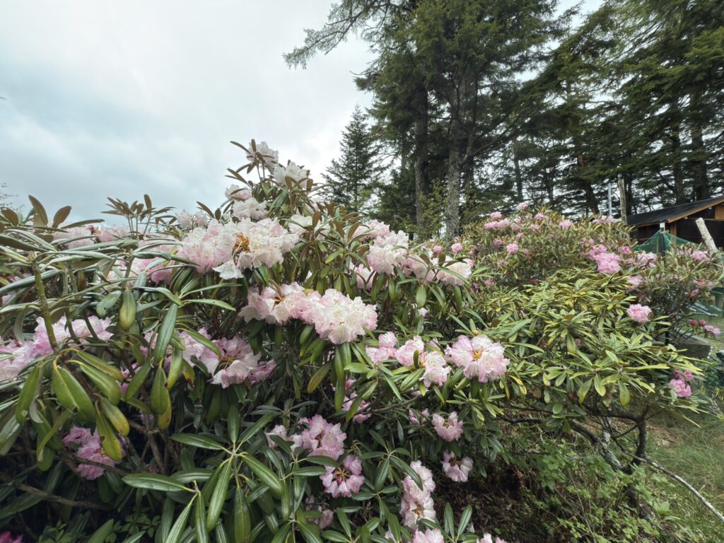 花盛りのシャクナゲたち　わんさか咲いてます