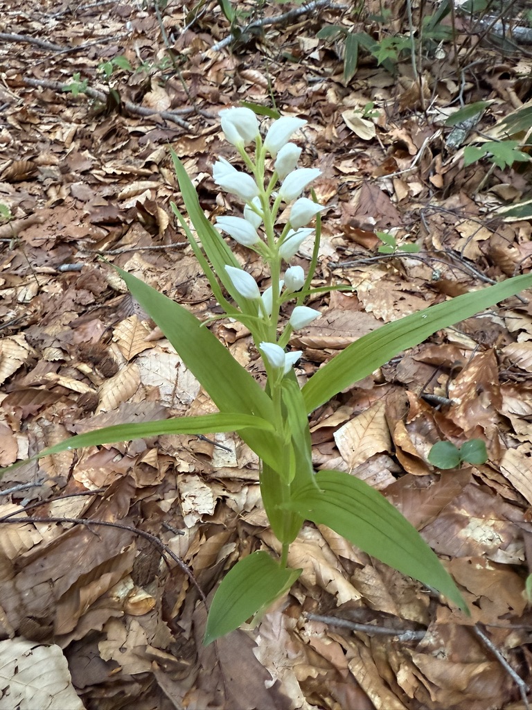 木道脇に咲くササバギンラン