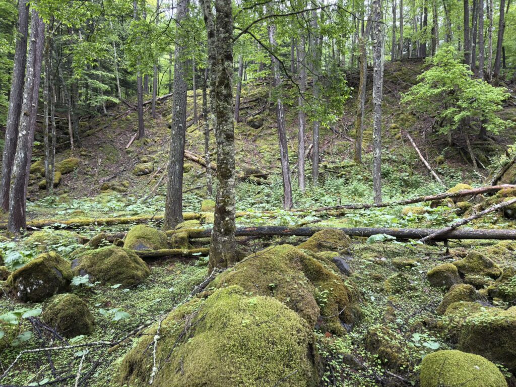 見渡すとジブリのような苔の世界