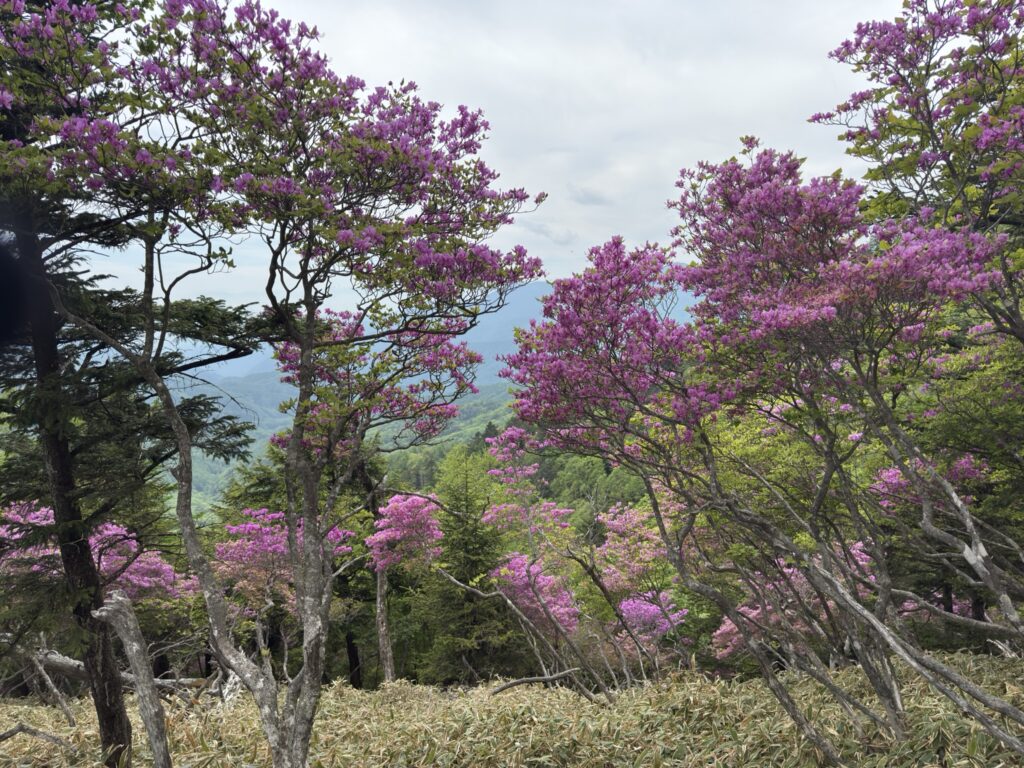 雁峠〜燕山間の登山道 満開状態のツツジ