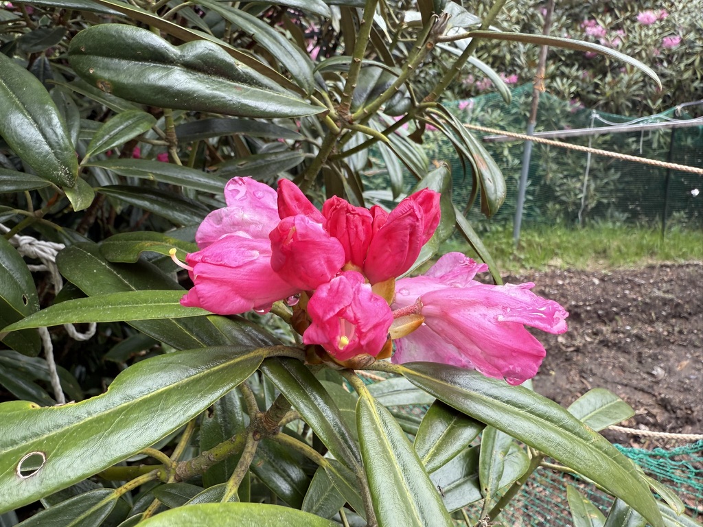 花を開こうとするシャクナゲ