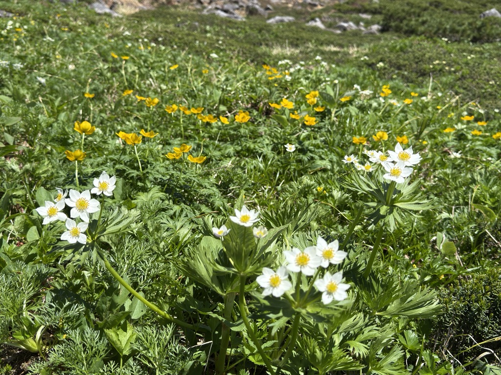 ハクサンイチゲ 「五色ヶ原にようこそ!」と言っています!(きっと笑)(鳶山〜五色ヶ原の間で撮影)