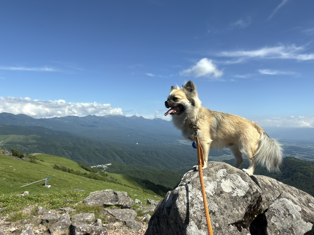 チワワ・すい♂(1歳)山頂で岩に乗ってポーズ