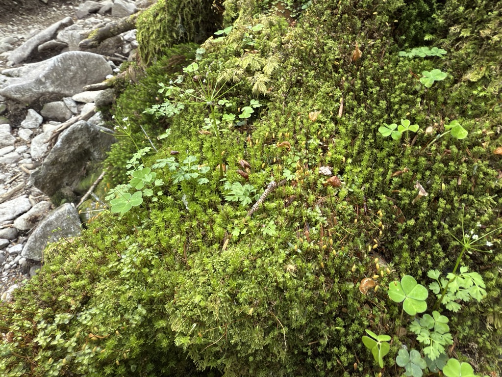 苔を見ると「八ヶ岳やな〜」って感じ
