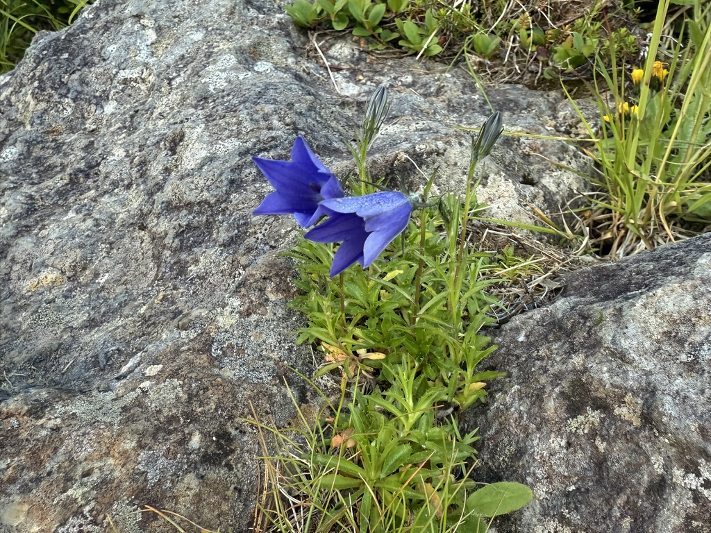 イワギキョウ「また来てね!」と言ってます笑(五色ヶ原山荘付近で撮影)