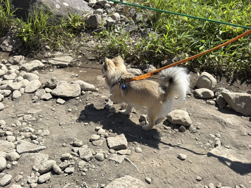 石がゴロゴロしている登山道を行く チワワ・すい(1歳)