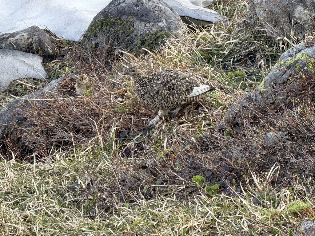 ヒナ1羽(左)と親鳥(五色ヶ原で撮影)