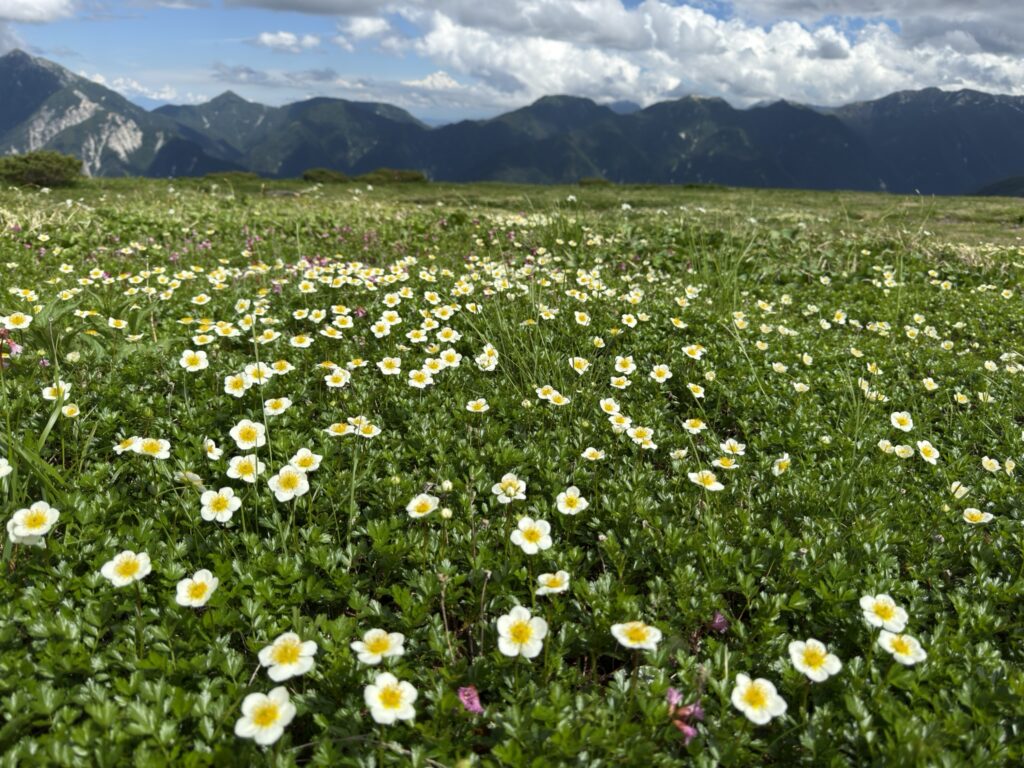 五色ヶ原のお花畑 チングルマが満開