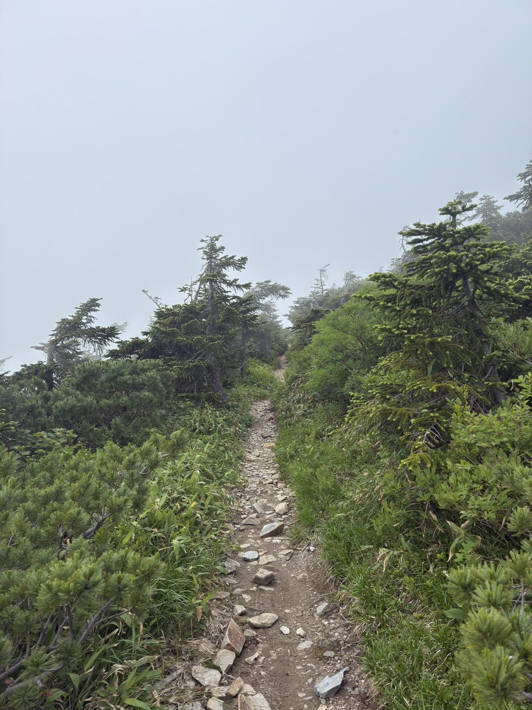 樹林帯に入り「小屋はまだか?」と連呼しながら進む(間山〜スゴ乗越小屋の間で撮影)