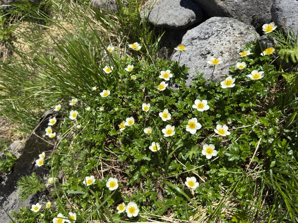 チングルマ満開の様子 高山植物の宝庫でした!