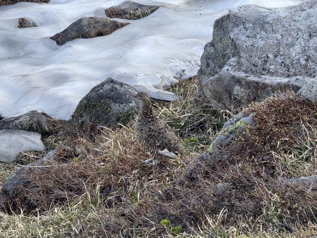 ライチョウに遭遇!(五色ヶ原で撮影)