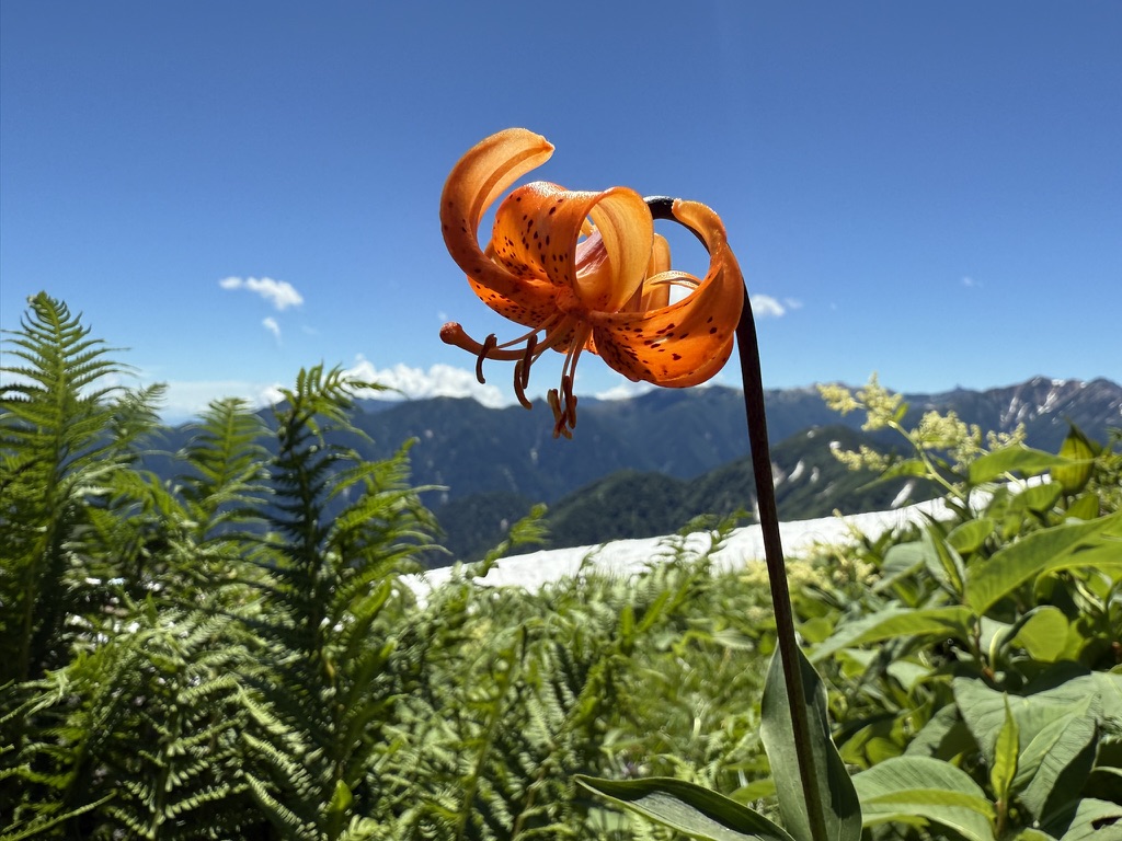 クルマユリ(鳶山〜五色ヶ原の伊あだで撮影)