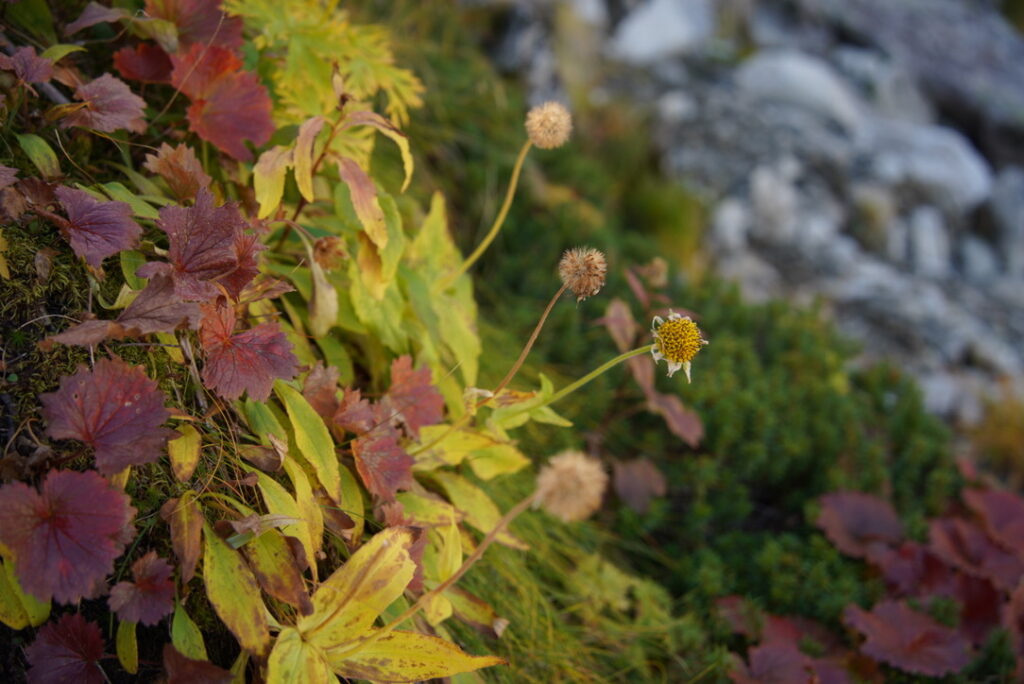草紅葉　ザイテングラードで撮影