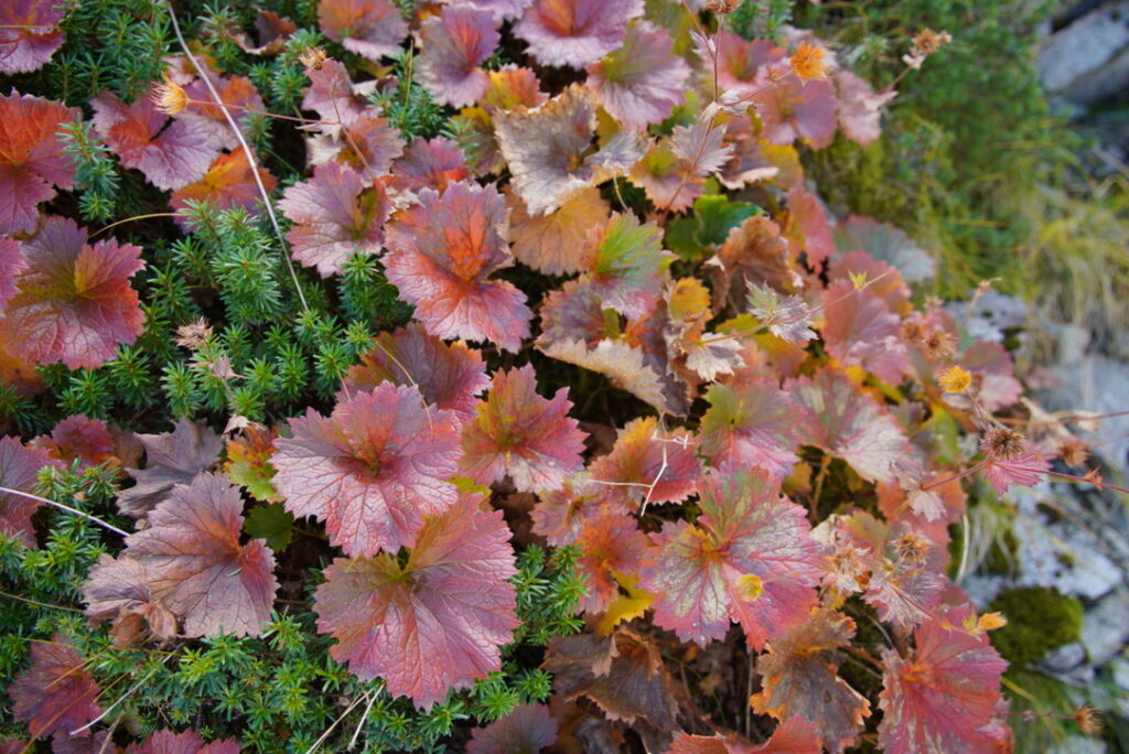 草紅葉　ザイテングラードで撮影