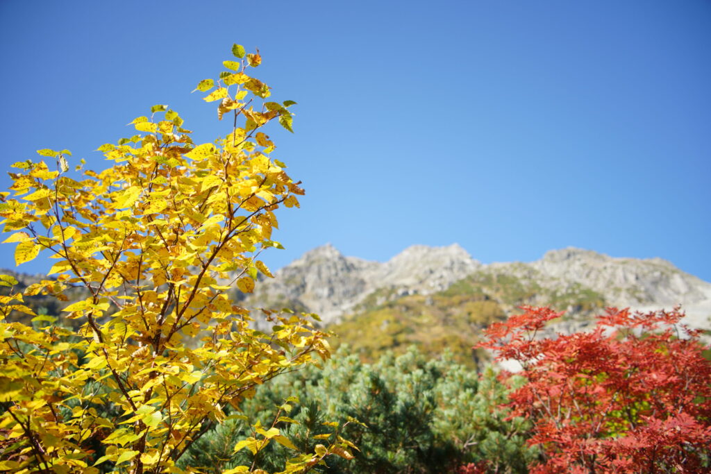 涸沢小屋から見晴台へ行く途中には、紅葉がたくさん!(涸沢カールで撮影)