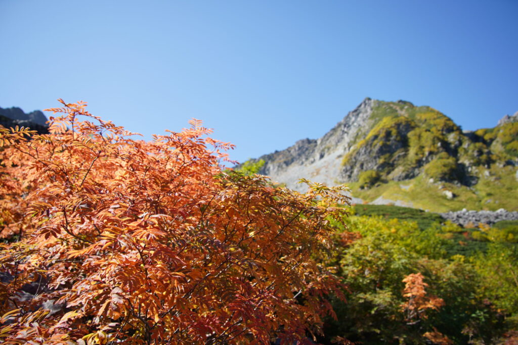 オレンジ色に色づいた木と山肌(涸沢カールで撮影)