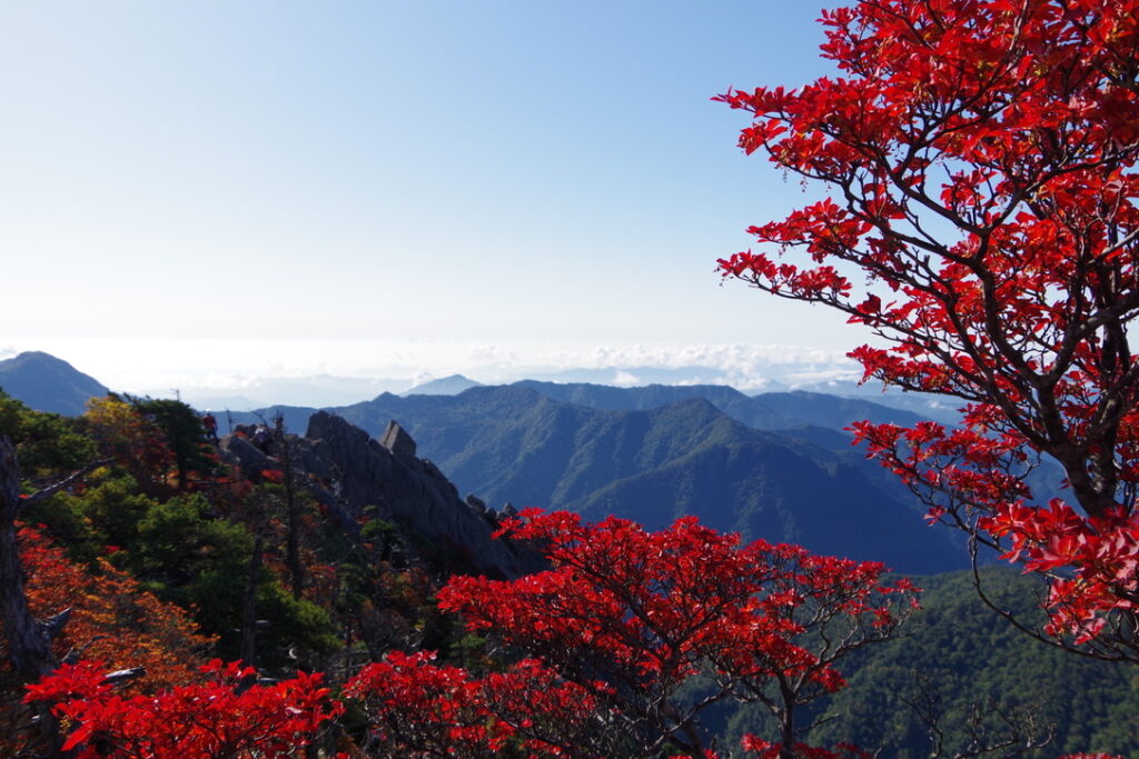太陽が登ってからの山頂風景も素晴らしいんです。山頂から見る紅葉と石鎚山系の山々