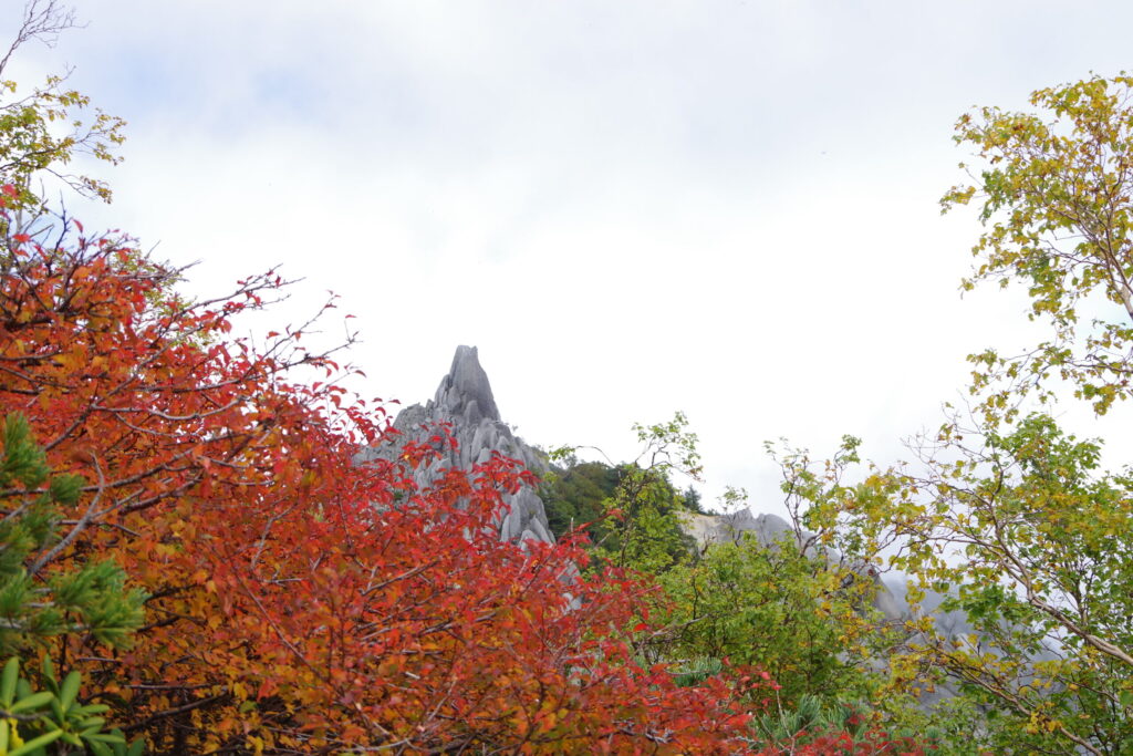 赤く色づいた木の向こうに地蔵岳のオベリスク(鳳凰三山で撮影)