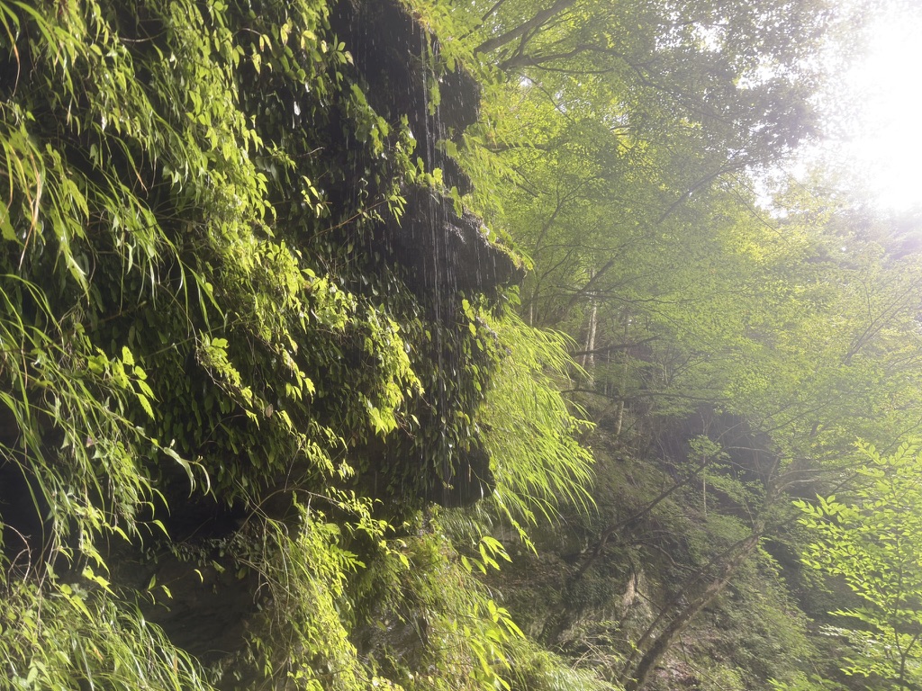 行きでは撮影していなかった「天然シャワー」天然水が降ってきます笑（広河原から老平登山口の間で撮影）