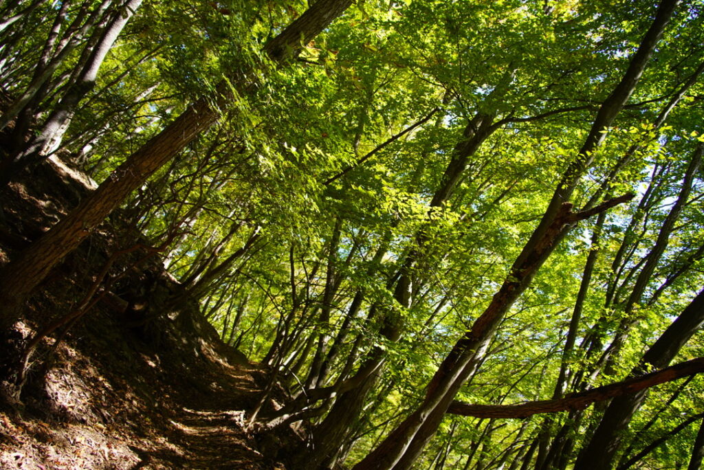 木漏れ日が降り注ぐ登山道（鴨沢から七ツ石小屋の間で撮影）