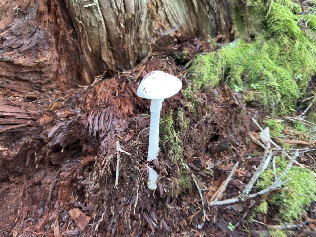 きのこ（桧横手山から広河原の間で撮影）