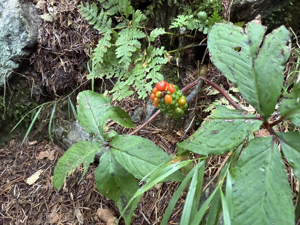 マムシグサ（桧横手山から広河原の間で撮影）