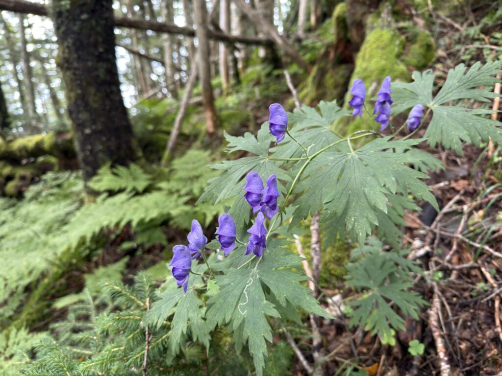 トリカブト　登山道に花はほとんど咲いていませんでした（布引山から桧横手山の間で撮影）