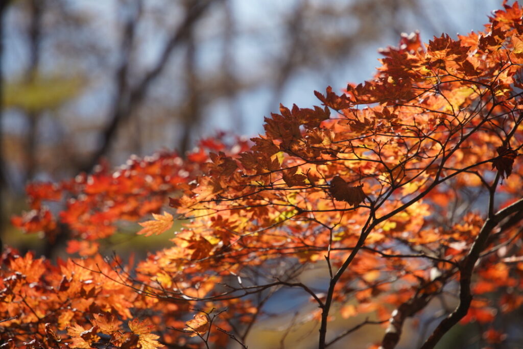 まさに紅葉の見頃（狼平周辺で撮影）