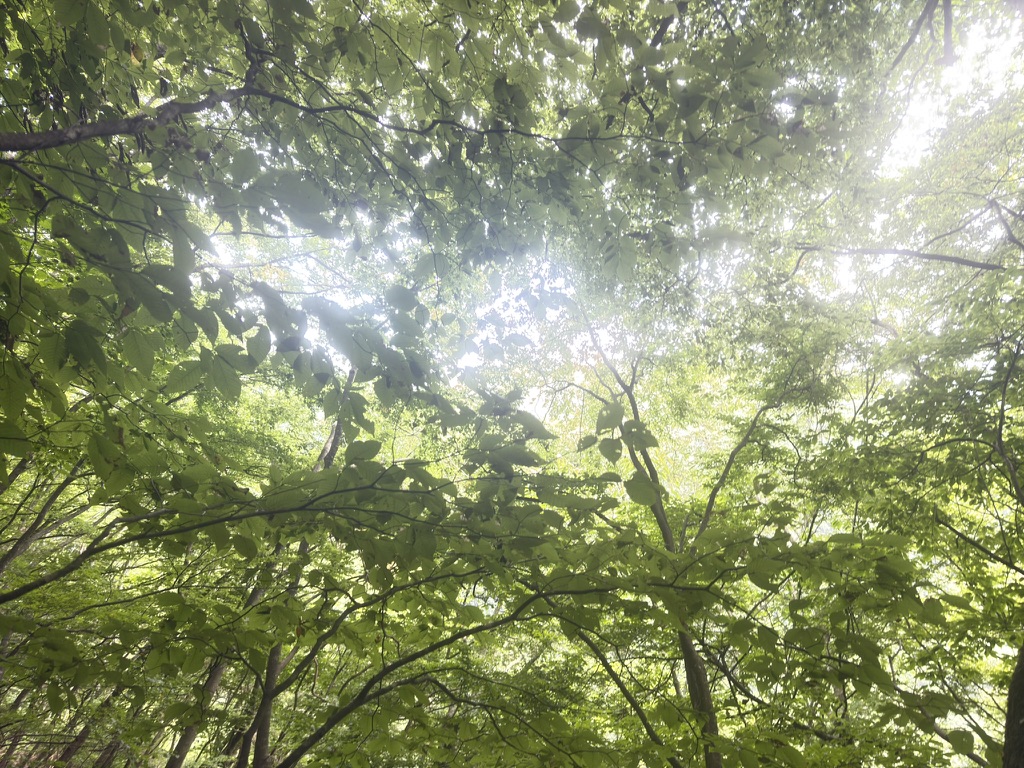 空を見ると木漏れ日が眩しい！（桧横手山から広河原の間で撮影）