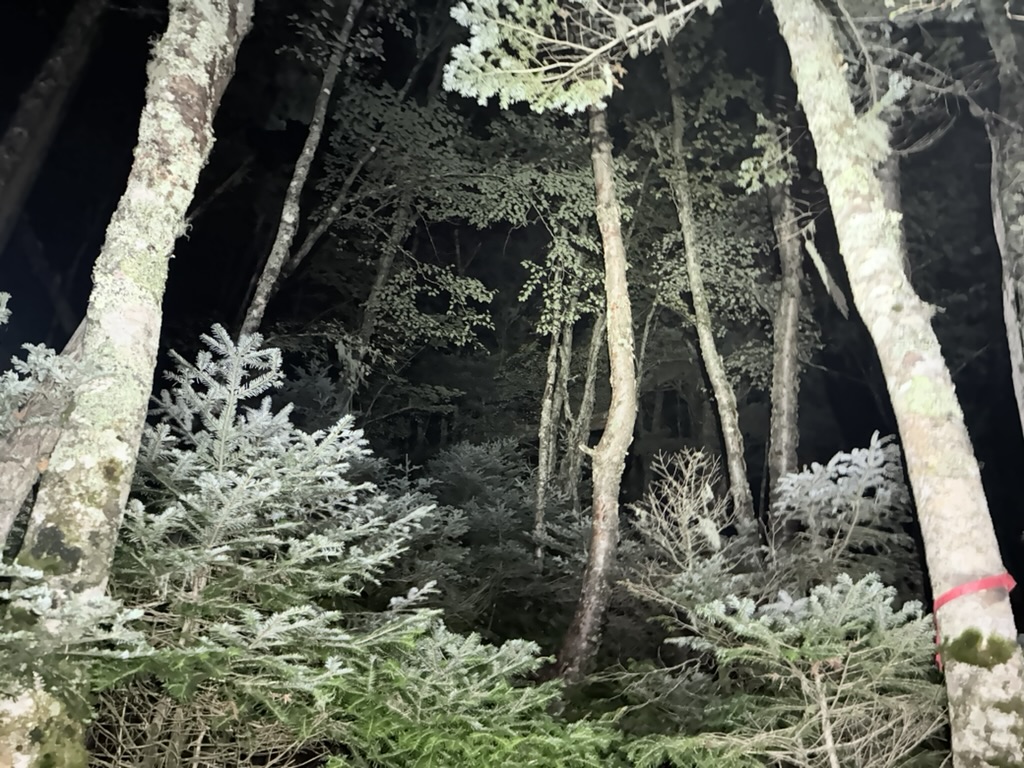暗闇のせいで、夢中で歩けます（桧横手山から布引山の間で撮影）