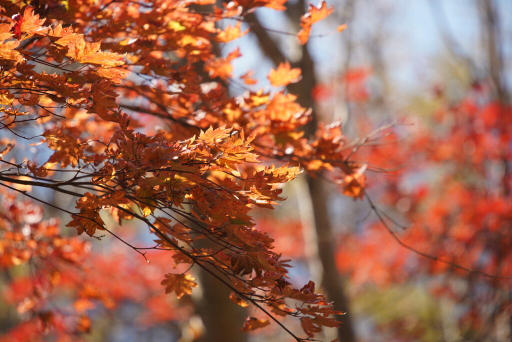 美しい紅葉が楽しめました！（雲取山から飛龍山の間で撮影した紅葉）