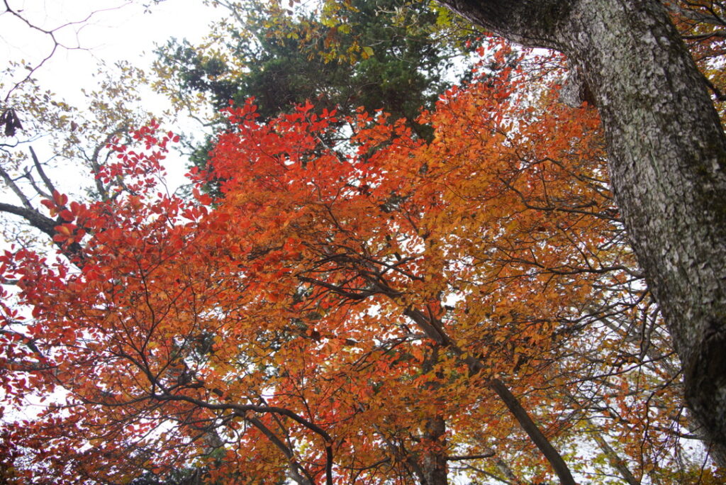 熊倉山周辺の紅葉