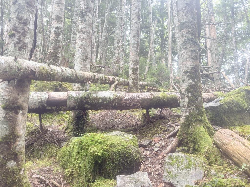倒木は越えるのに地味に体力使います（広河原から桧横手山の間で撮影）