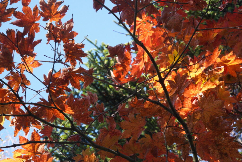 真っ赤に色づく紅葉（狼平周辺で撮影）