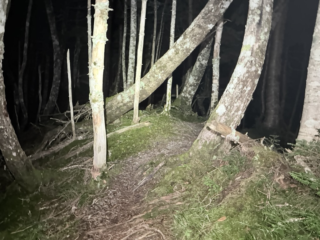 この日も変わらず樹林帯の急登。荷物が軽いのが救い（桧横手山から布引山の間で撮影）