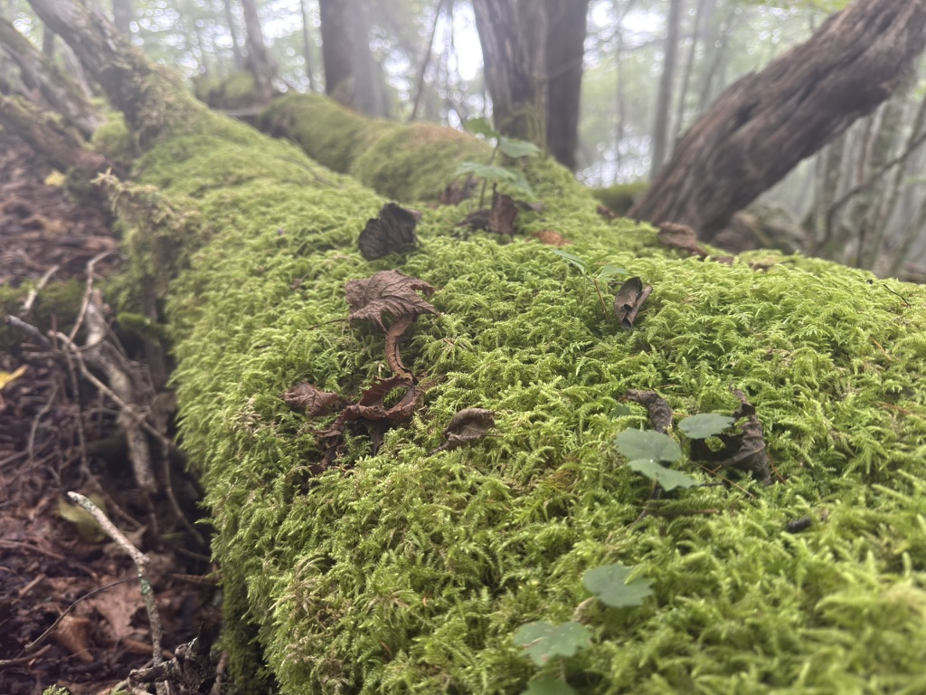 苔の美しさは南アルプスならでは（桧横手山から広河原の間で撮影）